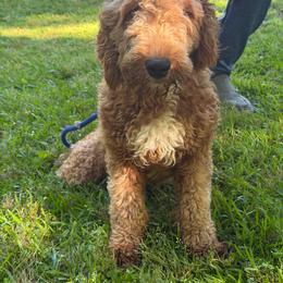 Tootsie - Goldendoodle