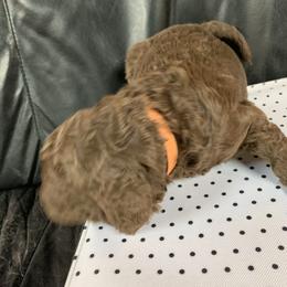 Goldendoodle Puppies from Surrey Lane Doodles