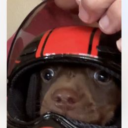 Dachshund All Grown Up from Neens Weens Kennels