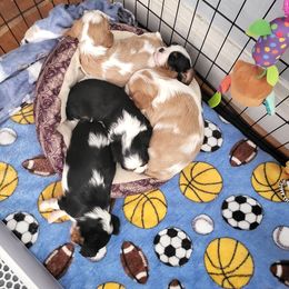 Cavalier King Charles Spaniel Puppies from Penny's from Heaven