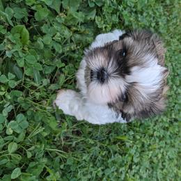 Boxer and Shih Tzu Puppies from Super City Kennels