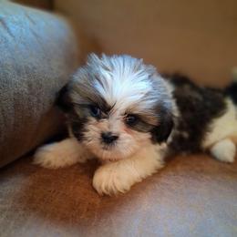 Jake - Brindle and white male Shih Tzu puppy in Lebanon, Pennsylvania from Stoney Acre Farms