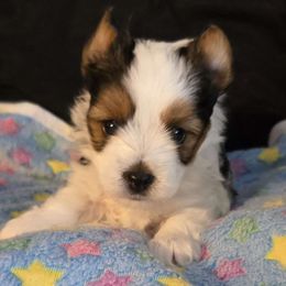 ZANDLER - Yorkshire Terrier puppy from Schultz Yorkies byGrace