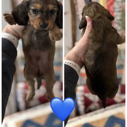 Shaded red - Red male Dachshund puppy in Bellevue, Texas from Bar -JL DOXIES