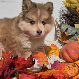 Daisy - Merle female Pomsky puppy in Elgin, Oregon from Kenna'z Kuddly Pomskiez