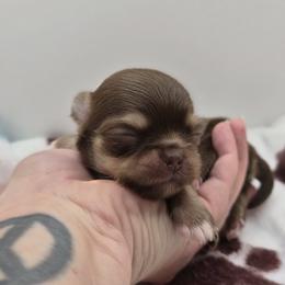 Bracco Italiano and Chihuahua Puppies from Snow Peak Kennel