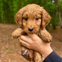 Sailor - Red  female Goldendoodle puppy in Kenansville, North Carolina from J+A Family Doodles