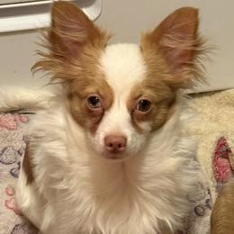 Chihuahua puppies from Seaside Chihuahuas LLC