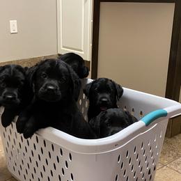 Labrador Retriever Puppies from R Little Retrievers