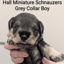 Grey Collar - Salt and pepper male Miniature Schnauzer puppy in Peoria, Arizona from Hall Miniature Schnauzers