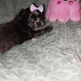 Blue female - Blue female Shih Tzu puppy in Arcadia, Florida from Kitsune Cuddles and kisses
