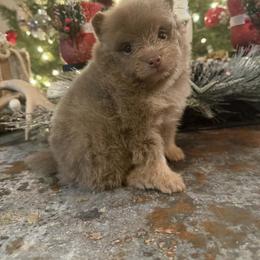 Oakley - Lavender male Pomeranian puppy in Sandia, Texas from Broken Arrow Poms