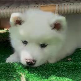 Busters - White male Pomsky puppy in Spring Hill, Florida from PDQ Pomskies