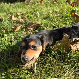 Charlie AKC - Black and tan male Dachshund puppy in Marseilles, Illinois from Zacha’s Doxie House