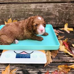 Harvest - Red and white female Cockapoo puppy in Hermiston, Oregon from Columbia River Cockapoos
