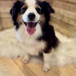 Ellie - Miniature American Shepherd