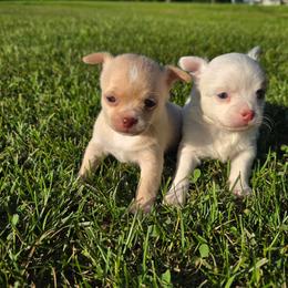 Dolce - Fawn male Chihuahua puppy in Amity, Pennsylvania from Baxters Chihuahuas