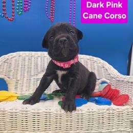 Cane Corso Puppies from God Of War Cane Corso