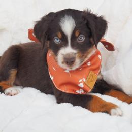 Wyatt - Red tri male Toy Australian Shepherd puppy in Austin, Texas from ATX Mini Aussies