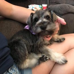 Miniature Schnauzer Puppies from Krystle's Miniature Schnauzers