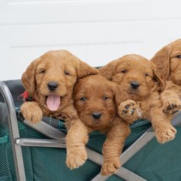 Goldendoodle Puppies from Abner Creek Doodles