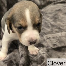 Clover - Black tan and white female Beagle puppy in La Pine, Oregon from Happier with Dogs
