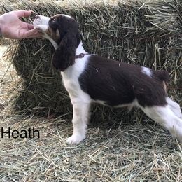 English Springer Spaniel Puppies from Georgia's Springers