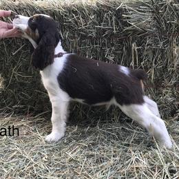 English Springer Spaniel Puppies from Georgia's Springers