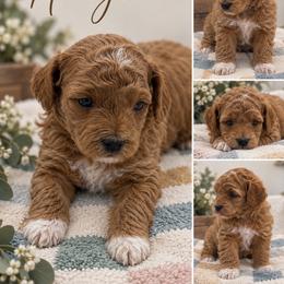 Honeybee - Red  male Poodle puppy in Grass Valley, California from Sapphire Ridge Poodles
