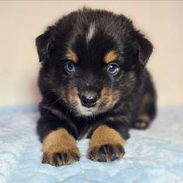 Cranberry - Black tri male Miniature Australian Shepherd puppy in Owensboro, Kentucky from JnT's Bluegrass Mini Aussies