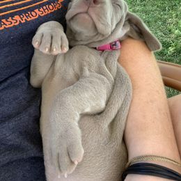 Weimaraner Puppies from Southpaw Weimaraners