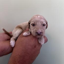 Bunny - Red  female Goldendoodle puppy in Calera, Alabama from Red Mountain Minis