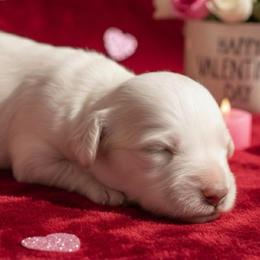 Athena - Cream female Dachshund puppy in Mesa, Arizona from Dach Army LLC