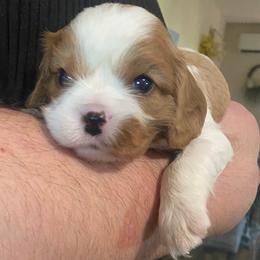 Girl 2 - female Cavalier King Charles Spaniel puppy in Mesa, Arizona from Bubble-ishous Cavaliers, Cavapoos and Portadoodles
