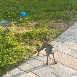 Italian Greyhound Puppies from Fisher Link
