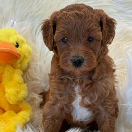 Pluto - Red  male Goldendoodle puppy in Nortonville, Kentucky from Deb’s KY Doodles
