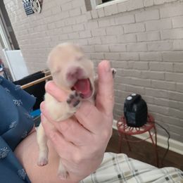 Pomeranian Puppies from Merri's Pom's