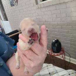 Pomeranian Puppies from Merri's Pom's