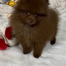 Nelly - Chocolate female Pomeranian puppy in Eden, North Carolina from Whippoorwill Pomeranians