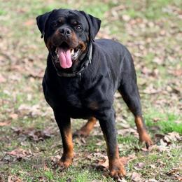 Clyde - Rottweiler