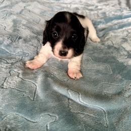 Windy - Black female Dachshund puppy in Wolf Lake, Indiana from Canisteo Dachshunds