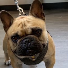 Thor Jr - French Bulldog