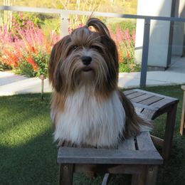 Jasper - Havanese