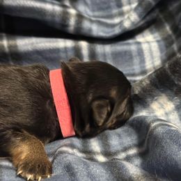 German Shepherd Puppies from Von Freimeier Kennels