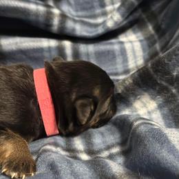 German Shepherd Puppies from Von Freimeier Kennels