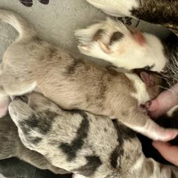 Davidson - Sable merle and white male Cardigan Welsh Corgi puppy in San Antonio, Texas from White Paws Cardigan Corgis