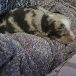 Birch - Blue merle female Miniature Australian Shepherd puppy in Willard, Missouri from Stoney Brook Aussies