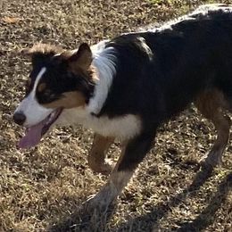 Girl 1 - Australian Shepherd puppy in Tulsa, Oklahoma from Lucky Penny Aussies and Lucky Penny Transport
