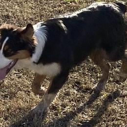Girl 1 - Australian Shepherd puppy in Tulsa, Oklahoma from Lucky Penny Aussies and Lucky Penny Transport