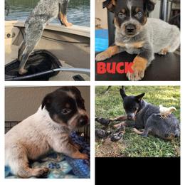 Australian Cattle Dog and Australian Shepherd All Grown Up from Silver Bitch Stables